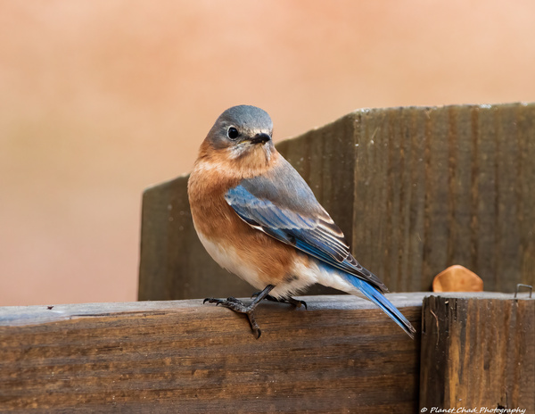 Eastern Bluebird on Fence  Print