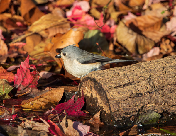 Tufted Titmouse in Autumn Foliage  Print