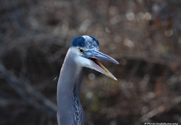 Angry Great Blue Heron  Print