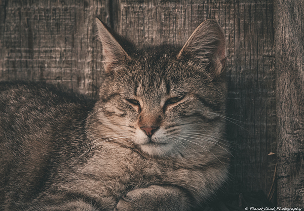 Sleepy Cat Print