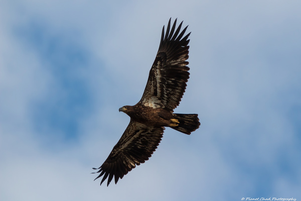 Juvenile Bald Eagle - Flying High by Chad Meyer