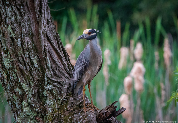 Yellow Crowned Night Heron by Chad Meyer