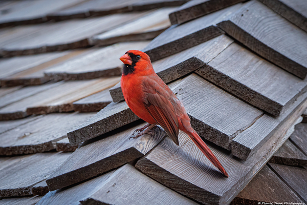 Northern Cardinal - Visit from Heaven Print