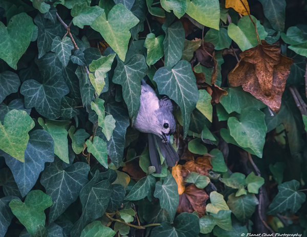 Tufted Titmouse - Peek A Boo by Chad Meyer