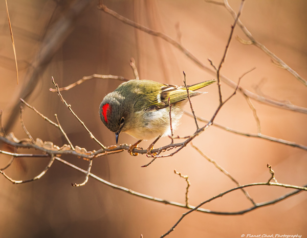 Ruby Crowned Kinglet - The Crown  Print