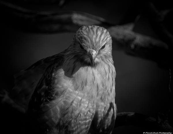 Red Shouldered Hawk - From the Shadows  Print