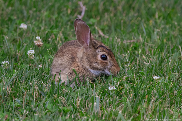 Backyard Bunny - Springtime Print