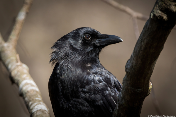 American Crow - Portrait 2 by Chad Meyer