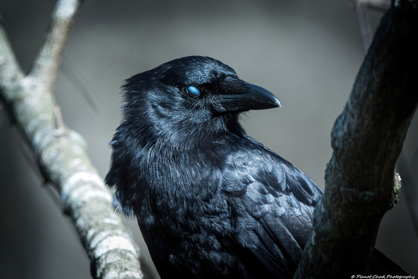 American Crow - Blue Eyes by Chad Meyer