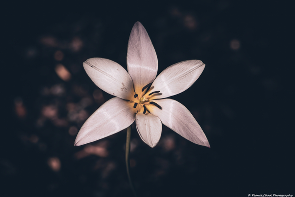 Lady Tulip - Artistic  Print