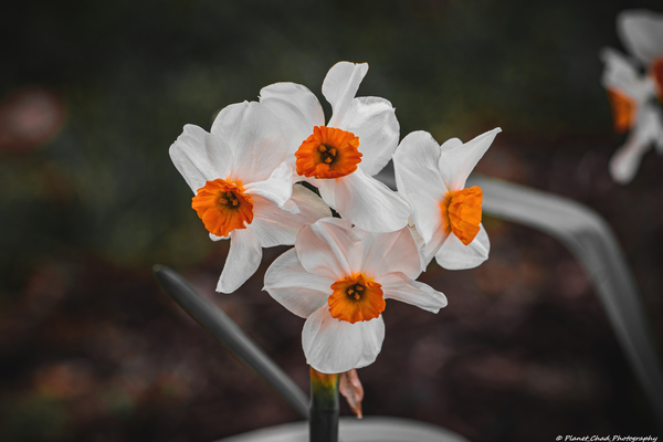Bunchflower Daffodil - Artistic  Print