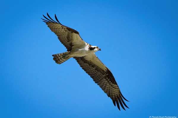 Osprey - Morning Flight by Chad Meyer