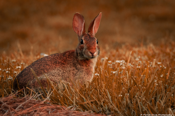 Backyard Bunny - Summer Days by Chad Meyer