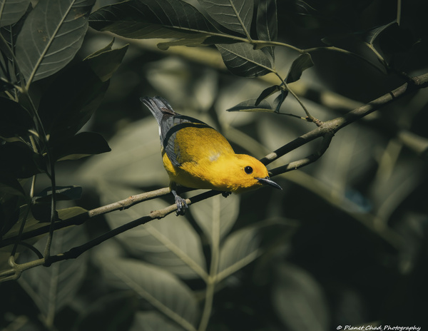 Prothonotary Warbler - Golden Ray of Light by Chad Meyer