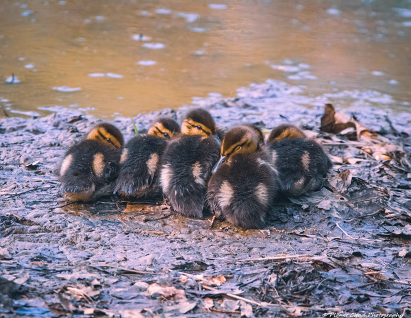 Mallard Ducklings - Sleepy Time  Print