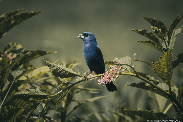 Blue Grosbeak - Vintage Morning  Print