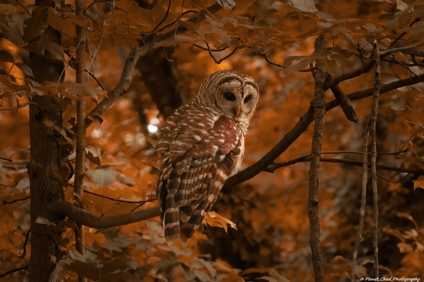 Barred Owl - Summer Heat by Chad Meyer