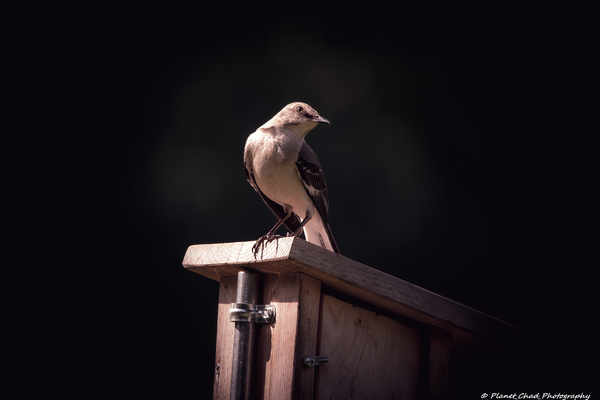 Northern Mockingbird - Shining Light  Print