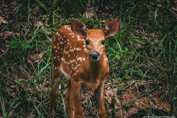 A Curious Fawn by Chad Meyer