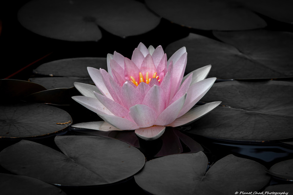 Water Lily - A Touch of Color  Print