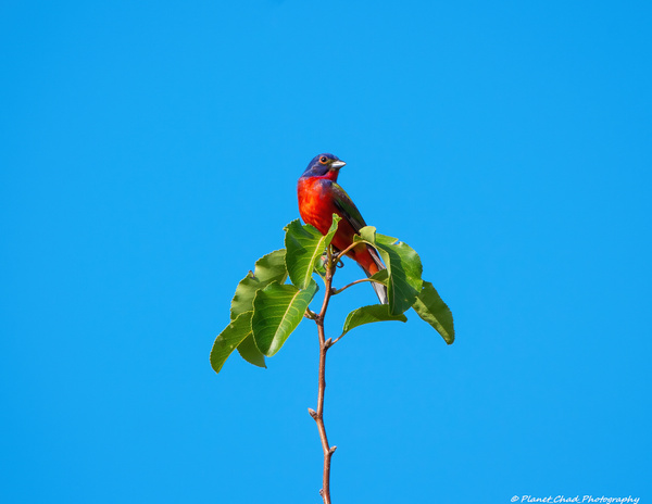 Painted Bunting - Simplicity  Print