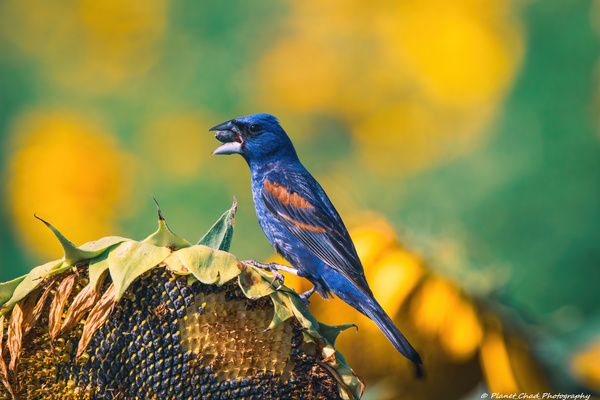 Blue Grosbeak - Summer Love Print