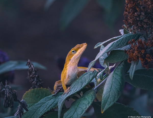 Green Anole - Colorful by Chad Meyer