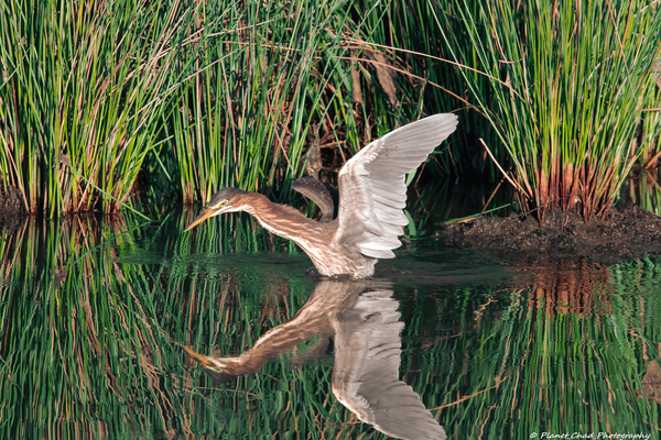 Green Heron - Angel Wings  Print