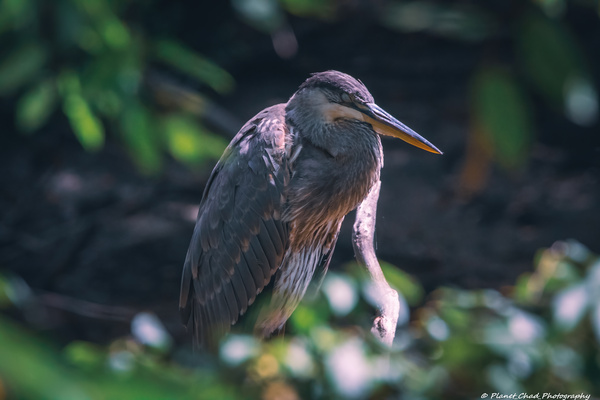 Great Blue Heron - Inner Peace  Print