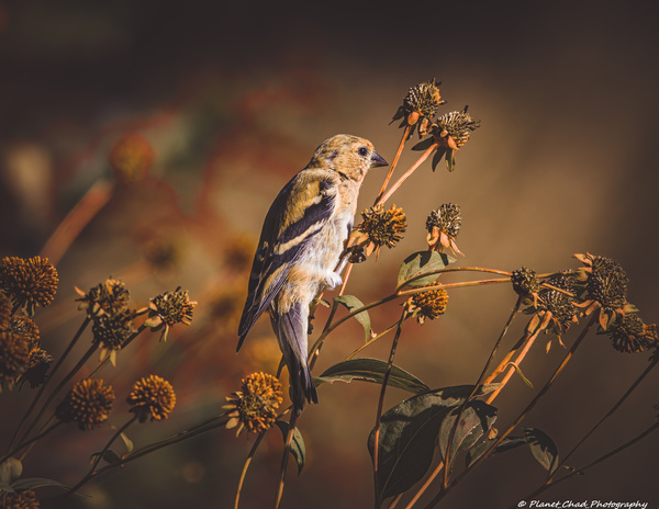American Goldfinch - First Day of Fall by Chad Meyer