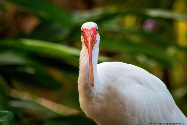 The Happy Ibis Print
