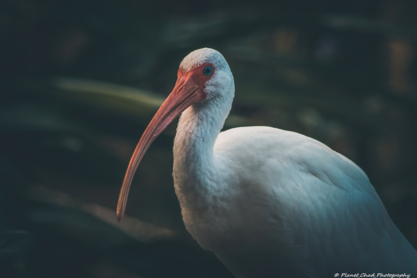  Portrait of a White Ibis  Print