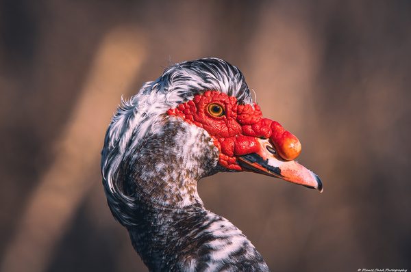 Muscovy Model Print
