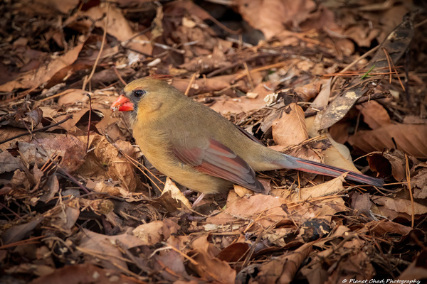 Cardinal - The Winter Redbird by Chad Meyer