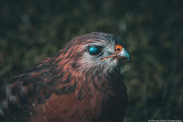 Eye of the Hawk  Print