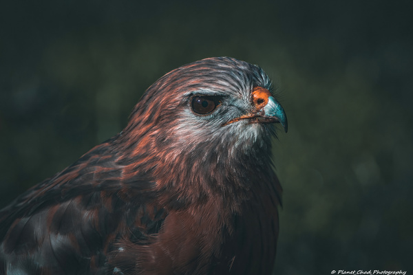 Portrait of a Hawk by Chad Meyer