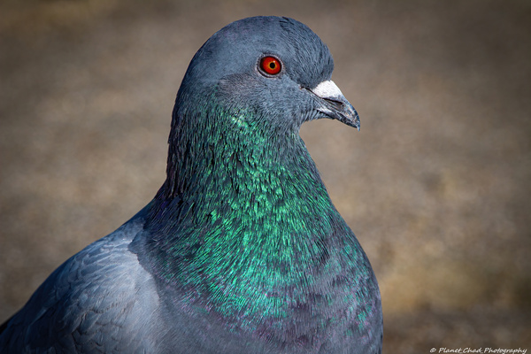 Rock Pigeon Portrait  Print