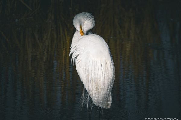  Great Egret - Preening by Chad Meyer