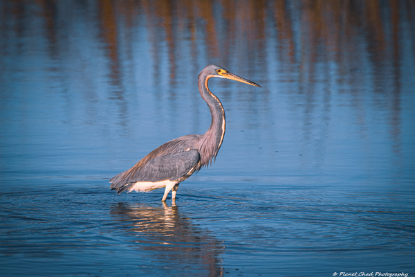 Colorful Tricolored Heron by Chad Meyer