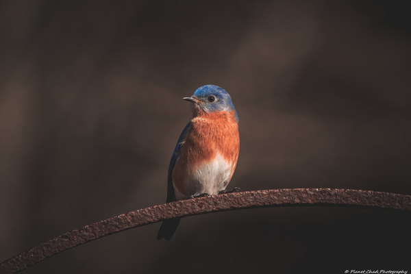 Eastern Bluebird - Springtime Print