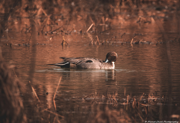 Northern Pintail - Preening Time by Chad Meyer