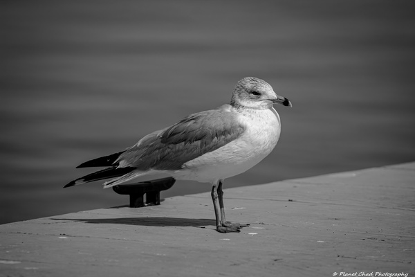 Seagull in Black and White  Print