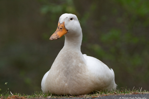 Peaceful Pekin  Print