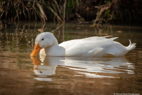  Pekin Duck - Evening Swim by Chad Meyer