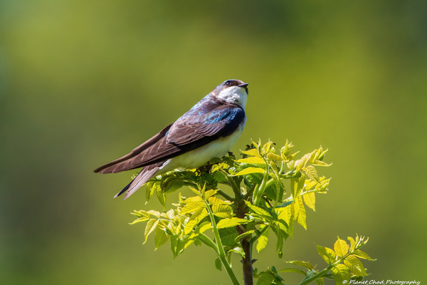 Tree Swallow - Looking Up Print