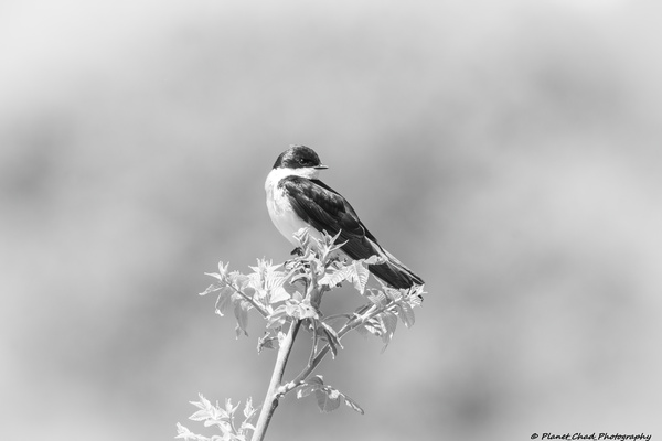 Tree Swallow in Black and White by Chad Meyer
