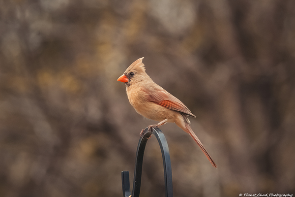 Beautiful Female Cardinal by Chad Meyer