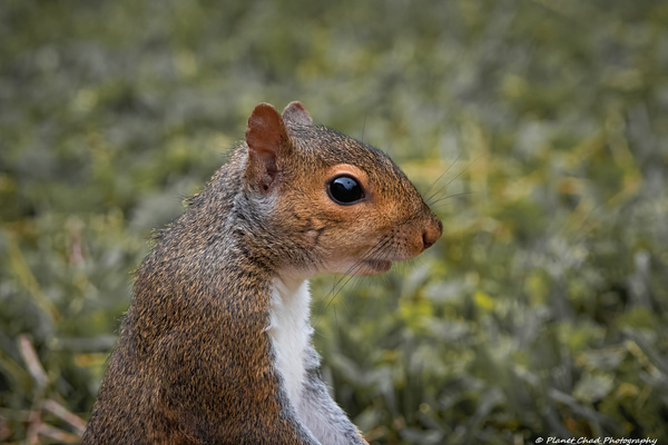 Eastern Gray Squirrel - Portrait  Print