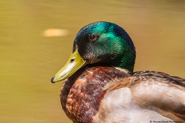 Mallard Portrait by Chad Meyer
