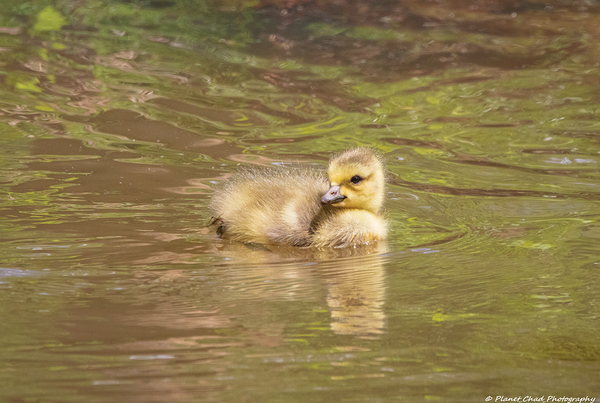 Canada Goose Gosling - First Swim by Chad Meyer